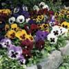 Pansies 1