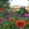 Zinnias