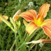 Daylillies